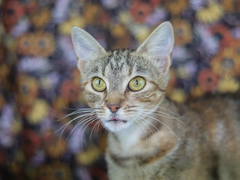 A young medium-sized female Domestic Short Hair cat named Winnebago for adoption in Lewisburg, TN