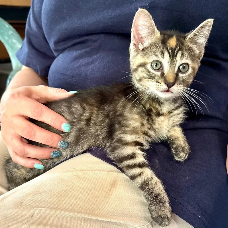 A baby small-sized female Torbie Domestic Short Hair cat named Genevieve s for adoption in Sequatchie, TN