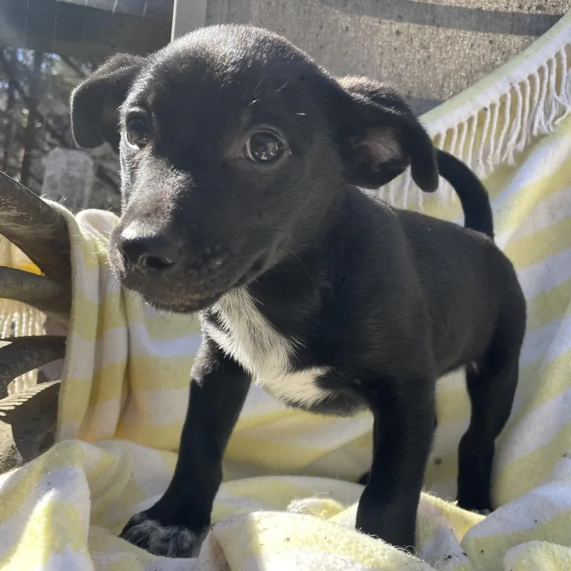 A baby medium-sized male Black Mixed Breed dog named Havenmark for adoption in Fredericksburg, VA