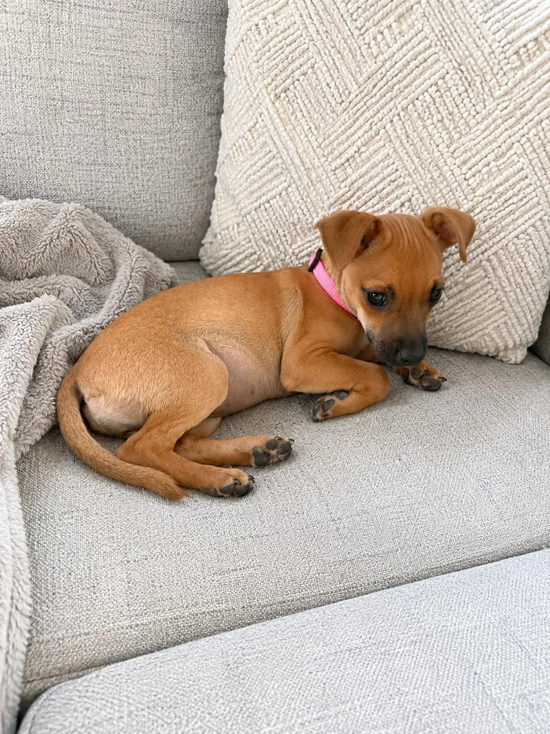 A baby small-sized female Apricot / Beige Chihuahua dog named Betty for adoption in Ephrata, WA