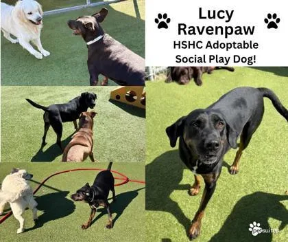 An adult large-sized female Hound dog named Lucy Ravenpaw for adoption in Fishers, IN