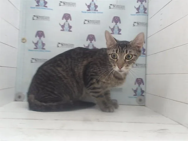 A young small-sized female Domestic Short Hair cat named Luna for adoption in Orlando, FL