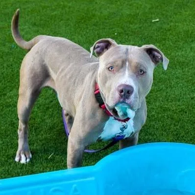 An adult large-sized male Yellow / Tan / Blond / Fawn Mixed Breed dog named Bundles for adoption in San Francisco, CA