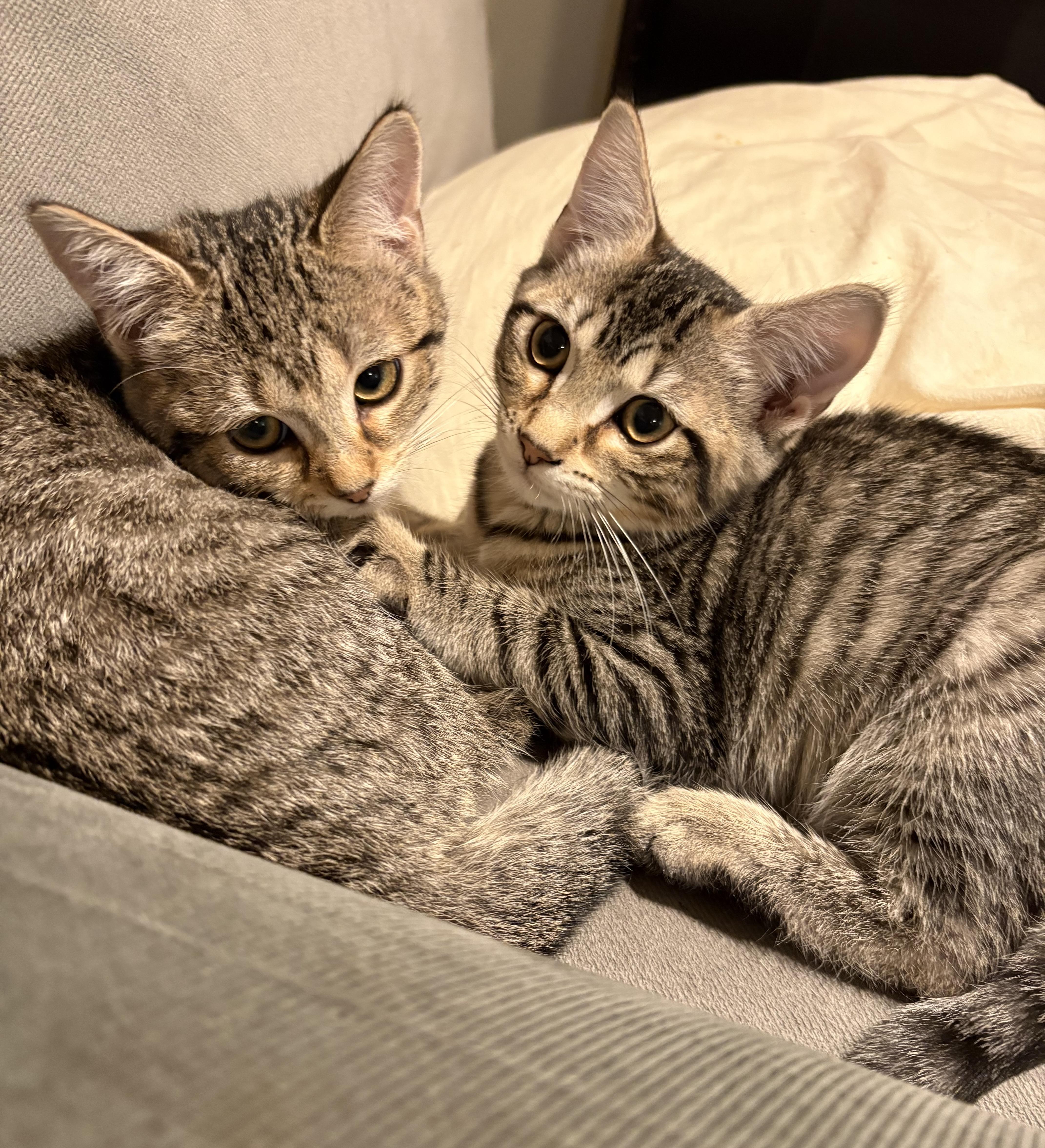 A baby medium-sized female Domestic Short Hair cat named Cherry Pie for adoption in Mayfield, NY