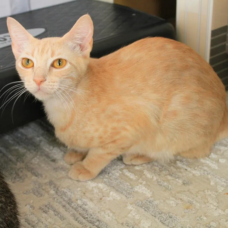 An adult medium-sized female Orange / Red Domestic Short Hair cat named Grapefruit for adoption in Austin, TX
