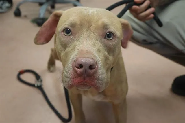A young medium-sized female Mixed Breed dog named Miracle for adoption in Columbia, SC