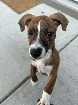A baby small-sized male Mixed Breed dog named Coba for adoption in Atlanta, GA