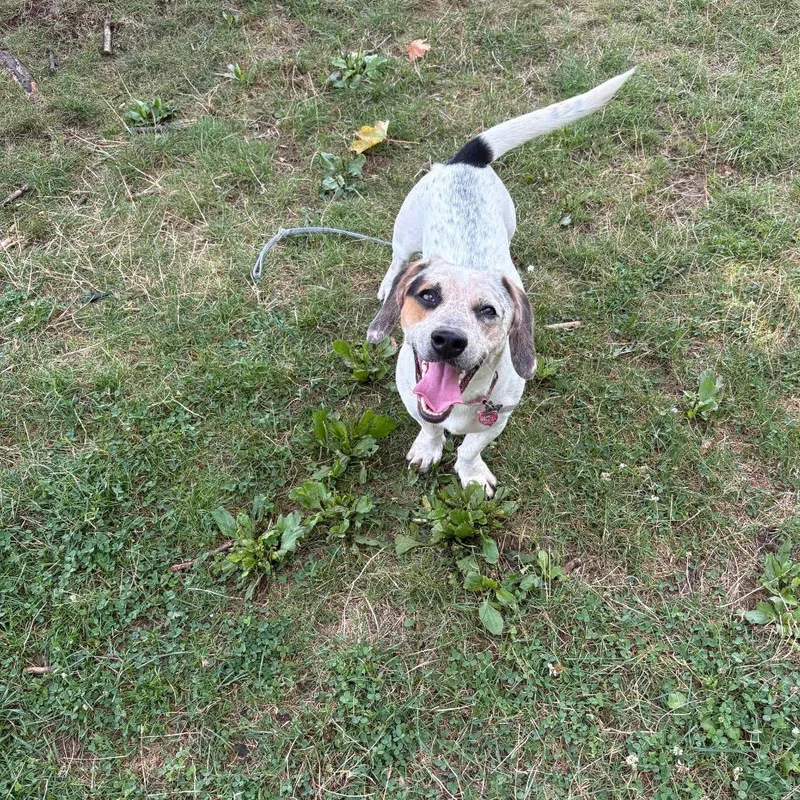 Brutus
