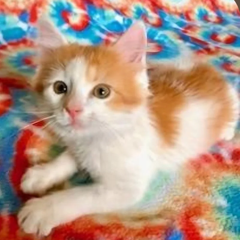 A baby small-sized male White Domestic Long Hair cat named Johnny for adoption in Warrensburg, MO