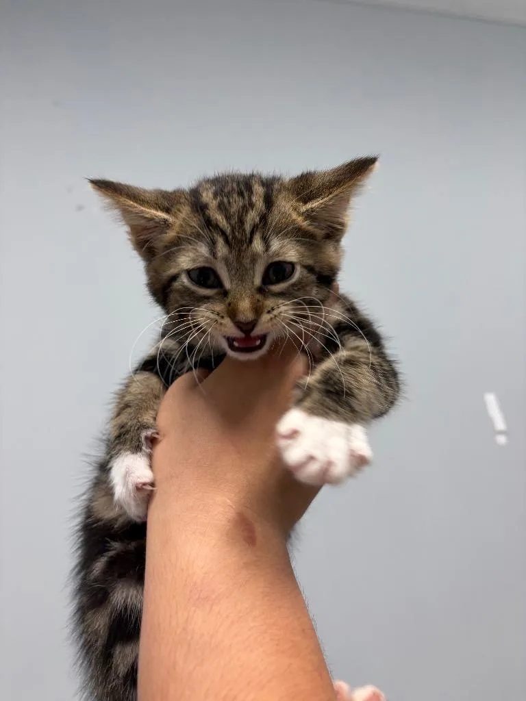 A baby medium-sized female Domestic Short Hair cat named Mizuna for adoption in Bloomington, IN