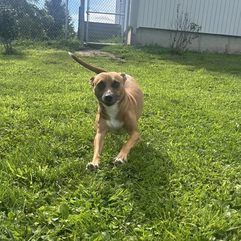 Josie