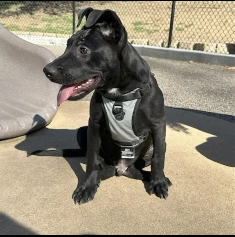A baby medium-sized male Black American Staffordshire Terrier dog named Raven for adoption in Oceanside , CA
