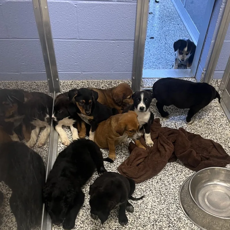 A baby large-sized male Mixed Breed dog named Poe for adoption in Madisonville, TN