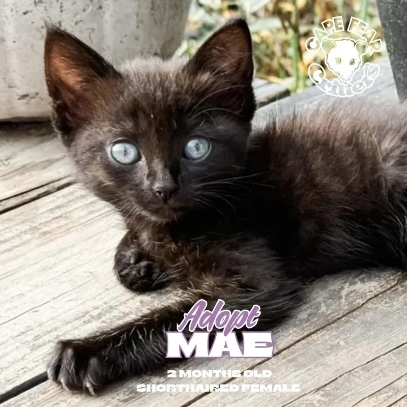A baby medium-sized female Black Domestic Short Hair cat named Mae for adoption in Wilmington, NC
