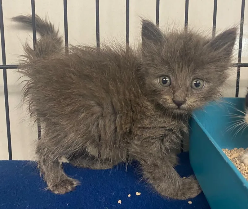 A baby small-sized male Domestic Short Hair cat named SkibidiRio for adoption in Lockhart, TX
