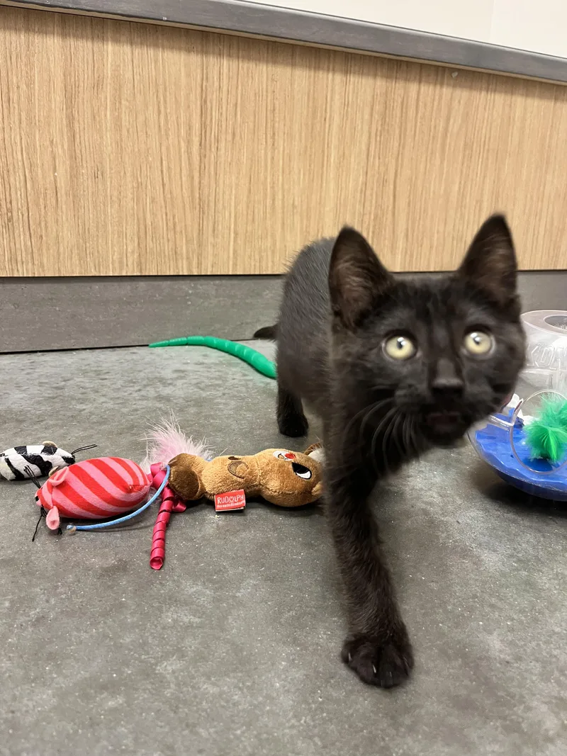 A baby medium-sized female Black American Shorthair cat named Debbie for adoption in St. John, IN