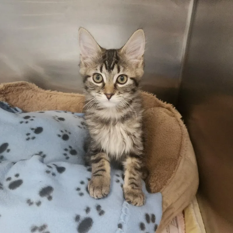 A baby small-sized female Brown / Chocolate Domestic Medium Hair cat named Maple for adoption in Brockton, MA