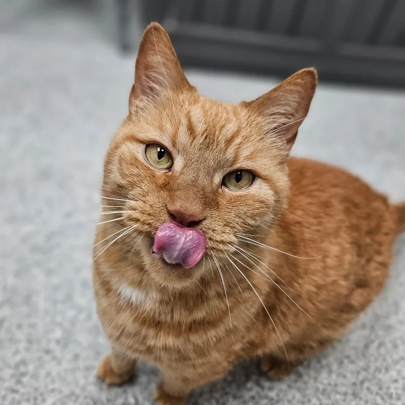 A senior large-sized male Domestic Short Hair cat named Leo for adoption in Monticello, IA