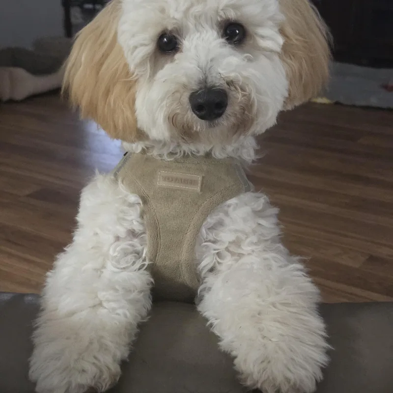 Teddy