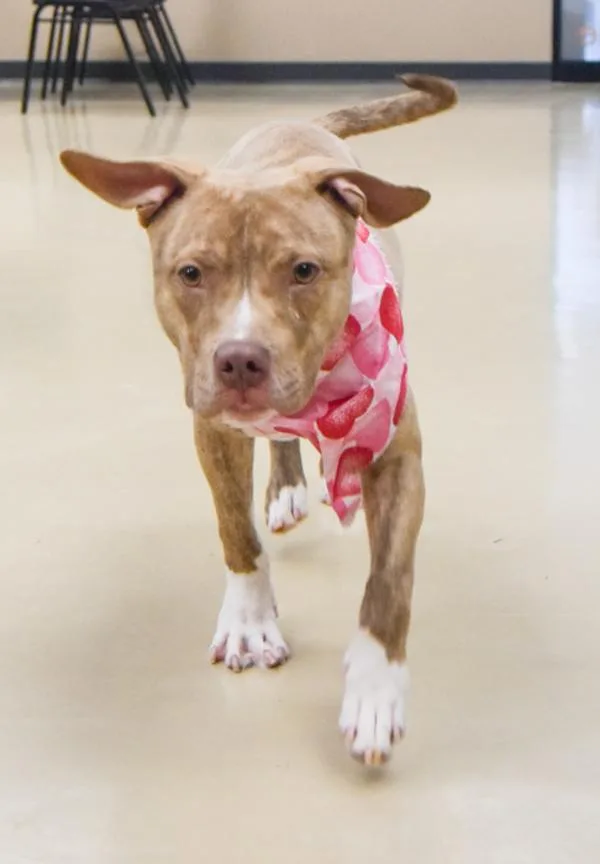 An adult medium-sized male Pit Bull Terrier dog named Copper for adoption in Des Moines, IA