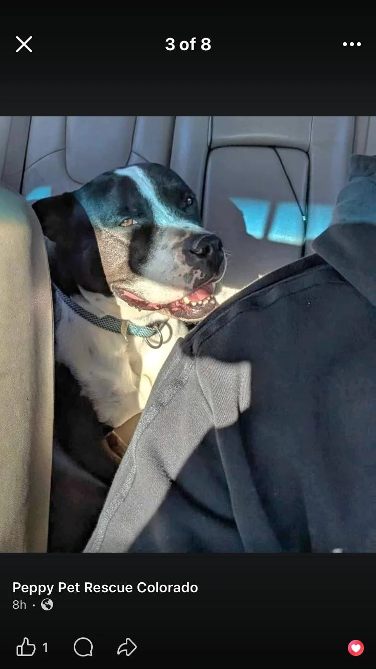 An adult medium-sized male Black American Staffordshire Terrier dog named Dozer for adoption in Paradise, TX