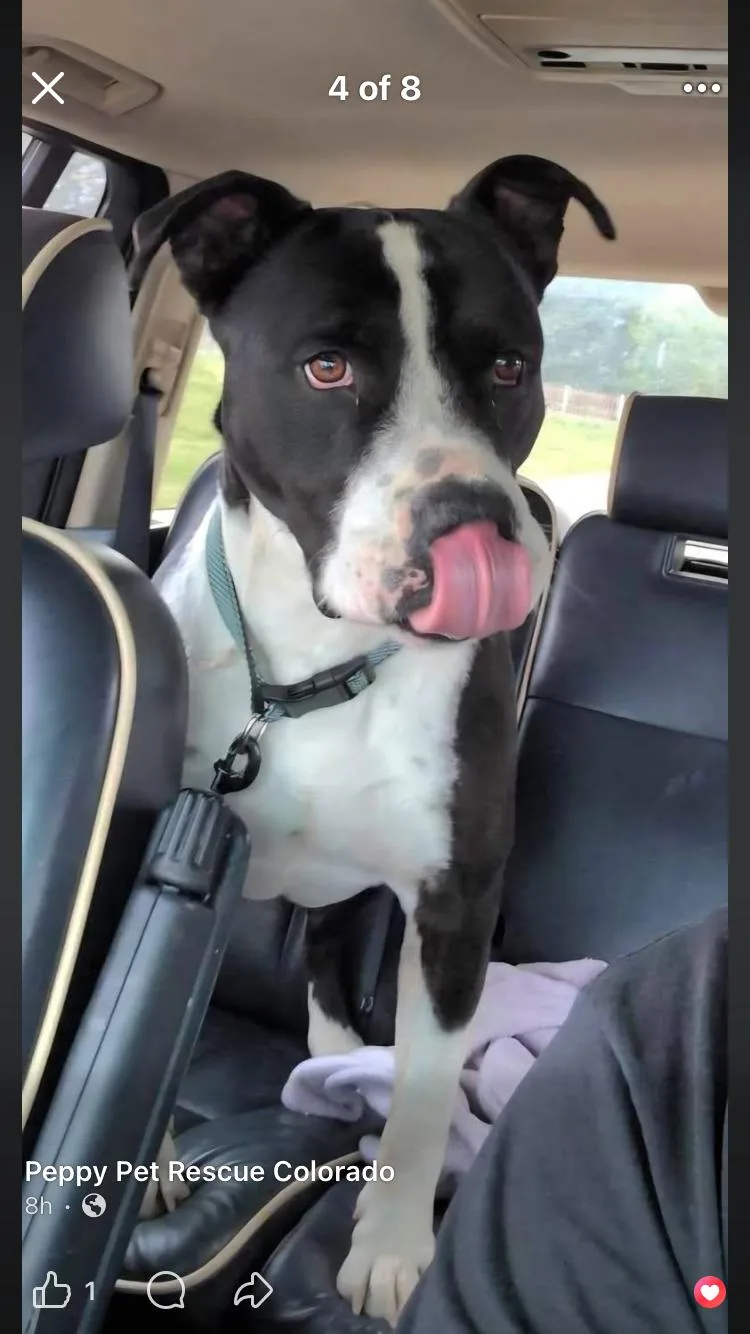 Dozer thumbnail 3