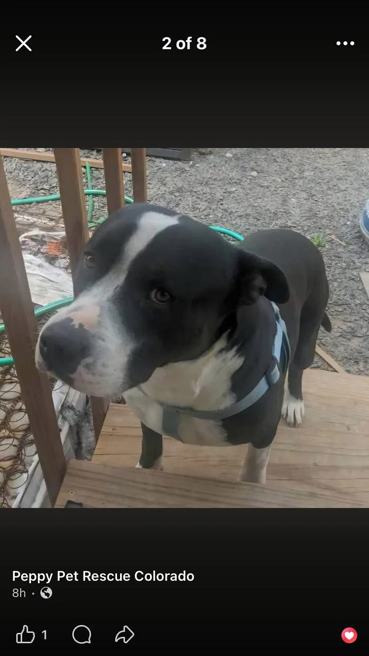 Dozer thumbnail 4