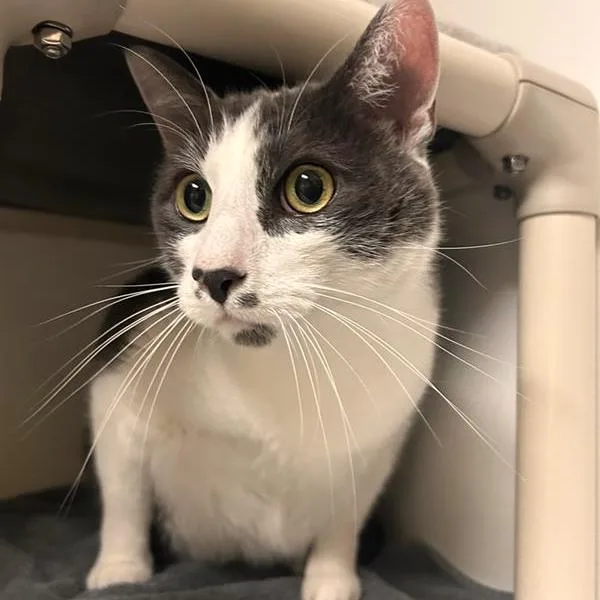 A senior extra large-sized male Gray / Blue / Silver Domestic Short Hair cat named Flint for adoption in Woodinville, WA