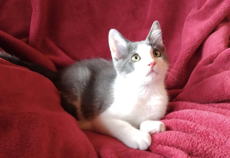 A baby small-sized male Gray & White Domestic Short Hair cat named Kix for adoption in Cookeville, TN