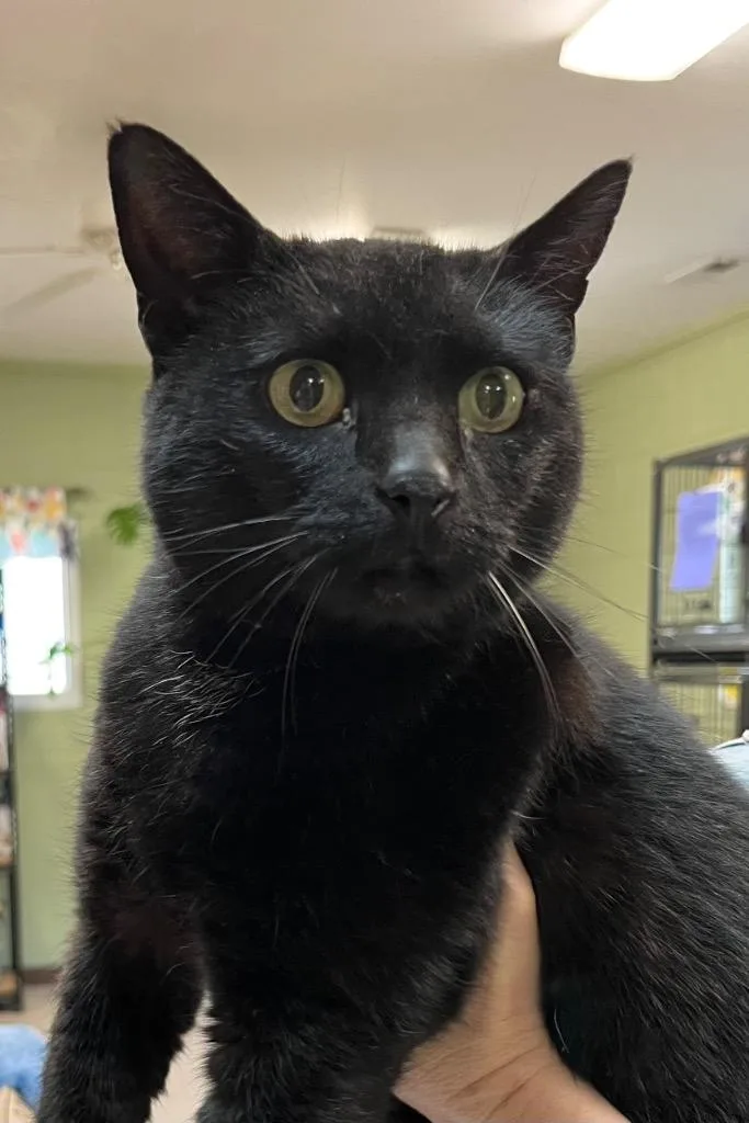 A senior medium-sized female Domestic Short Hair cat named Audrey for adoption in Burnsville, NC