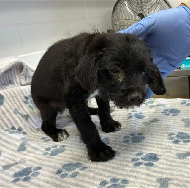 A baby small-sized male Cairn Terrier dog named A for adoption in Mesa, AZ