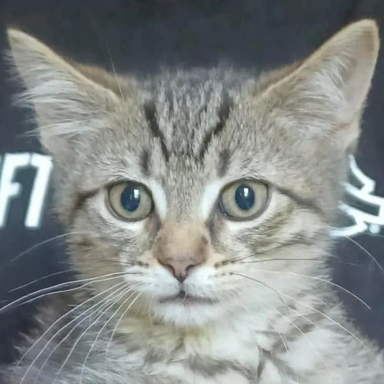 A baby small-sized female Brown / Chocolate Domestic Short Hair cat named Daisy for adoption in Coralville, IA