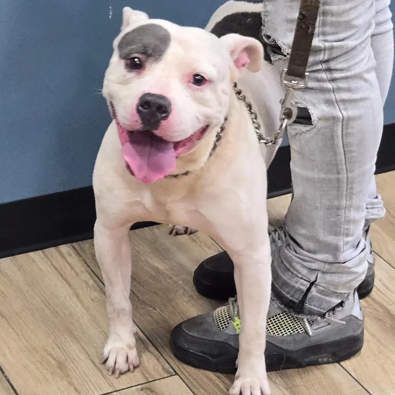 An adult small-sized male White / Cream Pit Bull Terrier dog named Pete for adoption in Newark, NJ