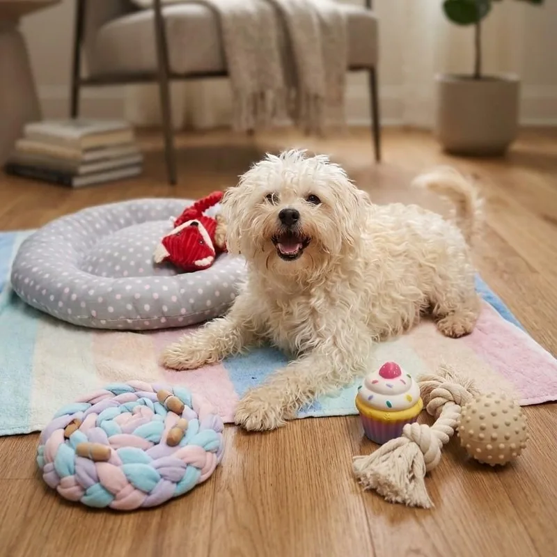 A young small-sized female White / Cream Maltese dog named Clover for adoption in Boca Raton, FL