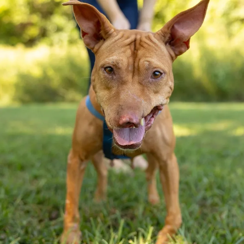 An adult medium-sized female American Staffordshire Terrier dog named Phoenix for adoption in Hillsborough, NC