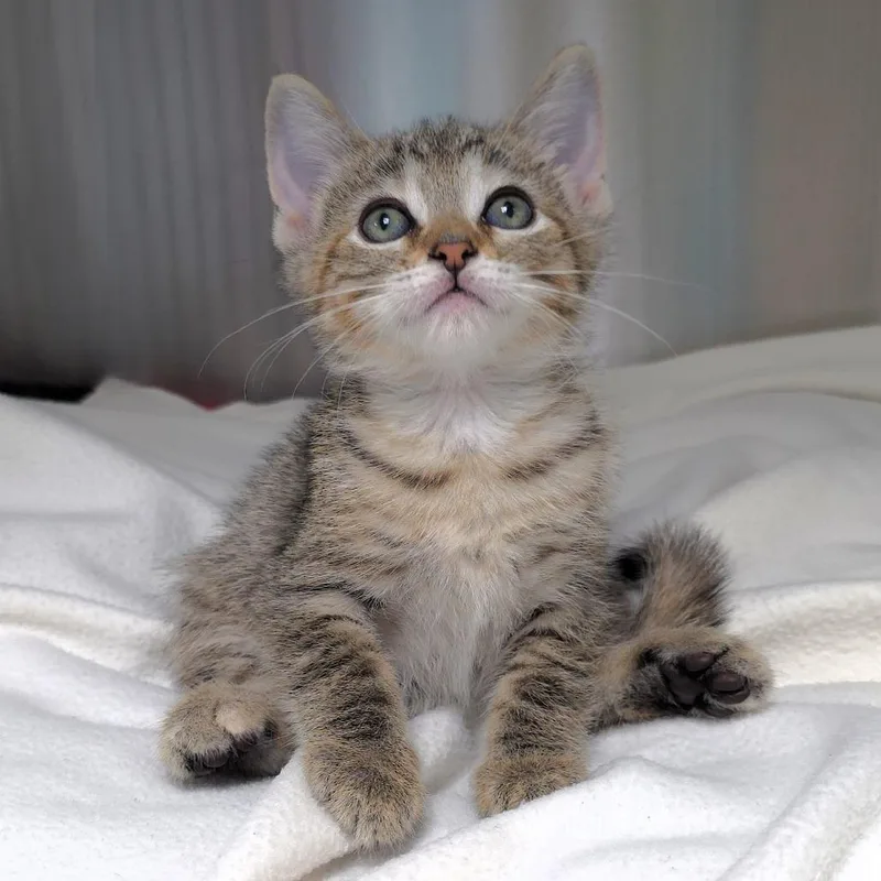 A baby small-sized female Brown / Chocolate Domestic Short Hair cat named Freedom for adoption in Michigan City, IN