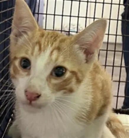 A baby small-sized male Domestic Short Hair cat named Meleys for adoption in Los Angeles, CA