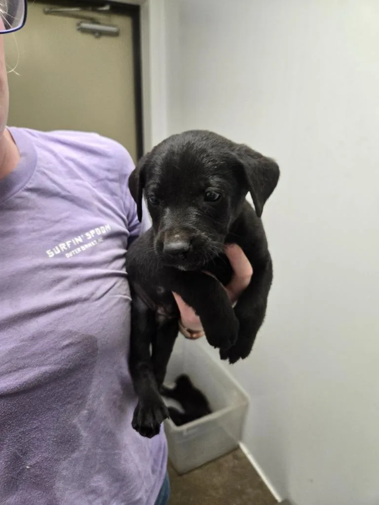 A baby medium-sized male Mixed Breed dog named Swift for adoption in Mount Gilead, NC