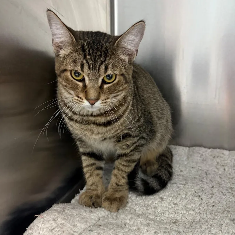 A baby small-sized male Brown / Chocolate Domestic Short Hair cat named Fred for adoption in Casa Grande, AZ