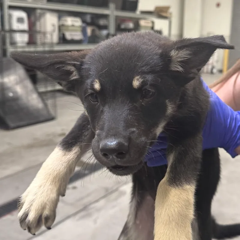 A baby medium-sized female Brown / Chocolate Mixed Breed dog named 112041 for adoption in Las Cruces, NM