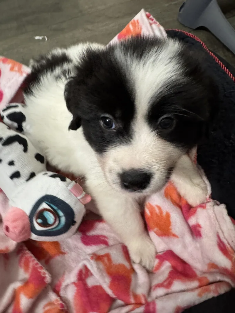 Border Collie Girl thumbnail 2