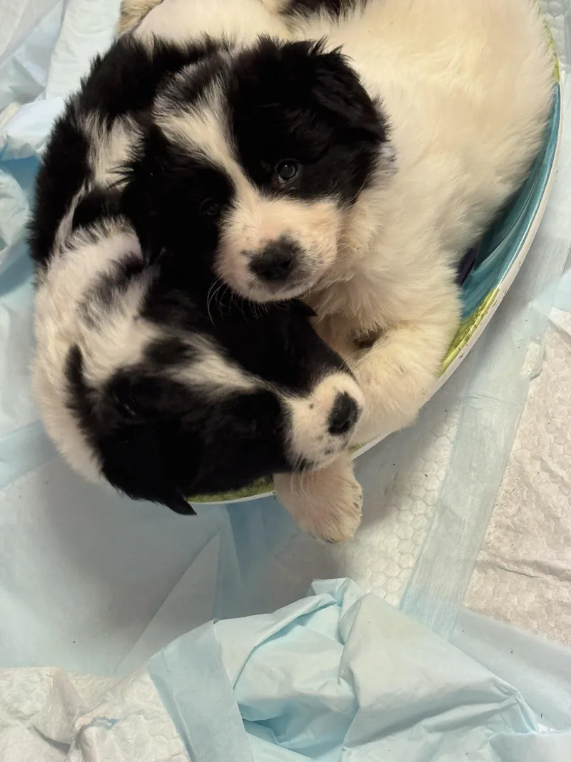 Border Collie Girl thumbnail 3