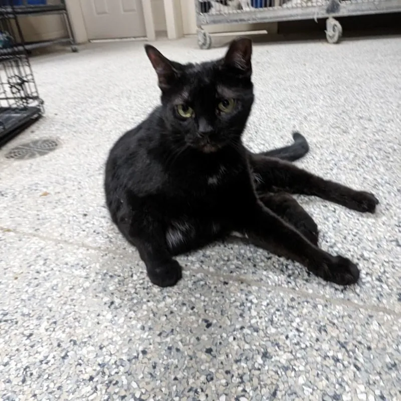 Morticia thumbnail 3