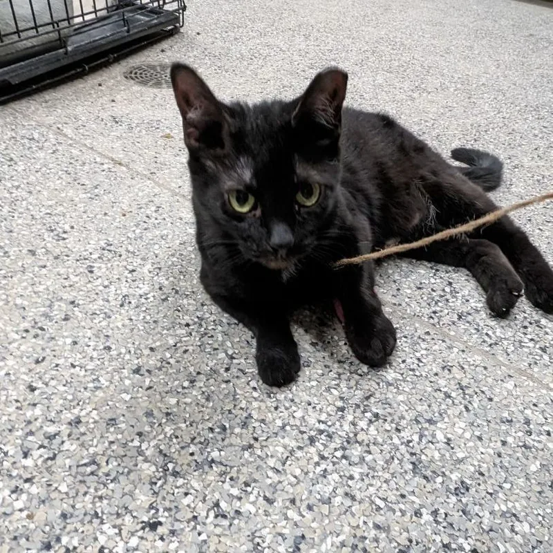 Morticia thumbnail 4