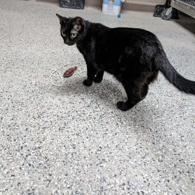 Morticia thumbnail 5