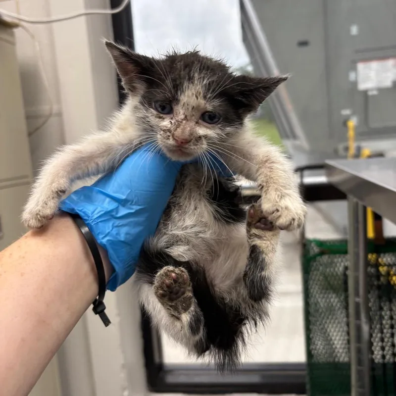 A baby small-sized male Black Domestic Short Hair cat named Good Year for adoption in Columbiana, AL