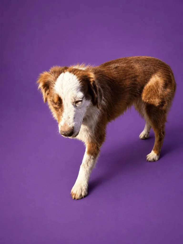 A young medium-sized female Australian Shepherd dog named Tane for adoption in Wauchula, FL