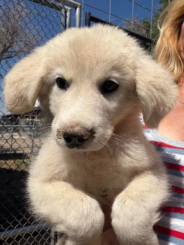 A baby small-sized male Great Pyrenees dog named Troy for adoption in Windsor, CO