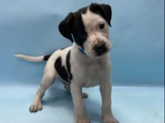 A baby large-sized male Pit Bull Terrier dog named Mango for adoption in Golden Valley, MN