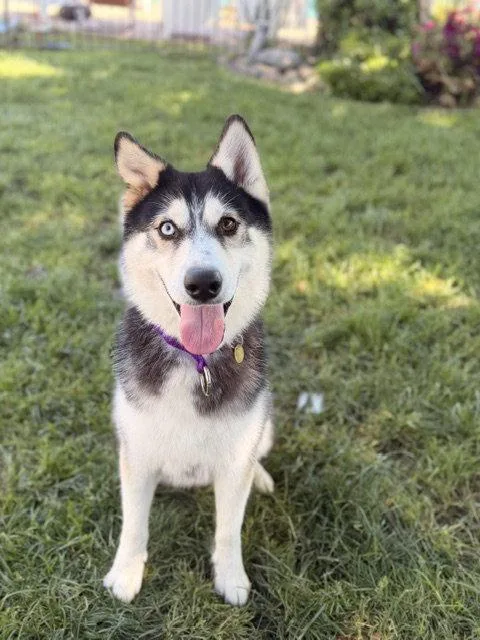 An adult medium-sized female Siberian Husky dog named Dae for adoption in Walnut Creek, CA